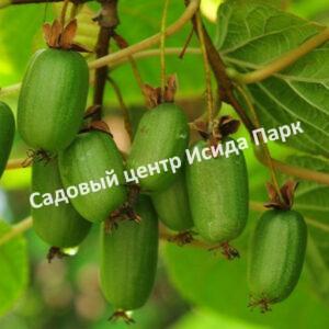 Актинидия коломикта Университетская (Universitetskaya)