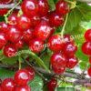 Смородина красная Уральские зори (Ribes rubrum Uralskie zori) 4