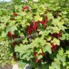 Смородина красная Уральские зори (Ribes rubrum Uralskie zori) 2