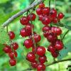 Смородина красная Уральские зори (Ribes rubrum Uralskie zori) 3