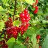 Смородина красная Уральские зори (Ribes rubrum Uralskie zori) 5