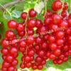 Смородина красная Уральские зори (Ribes rubrum Uralskie zori) 1