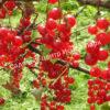 Смородина красная Уральские зори (Ribes rubrum Uralskie zori) 7