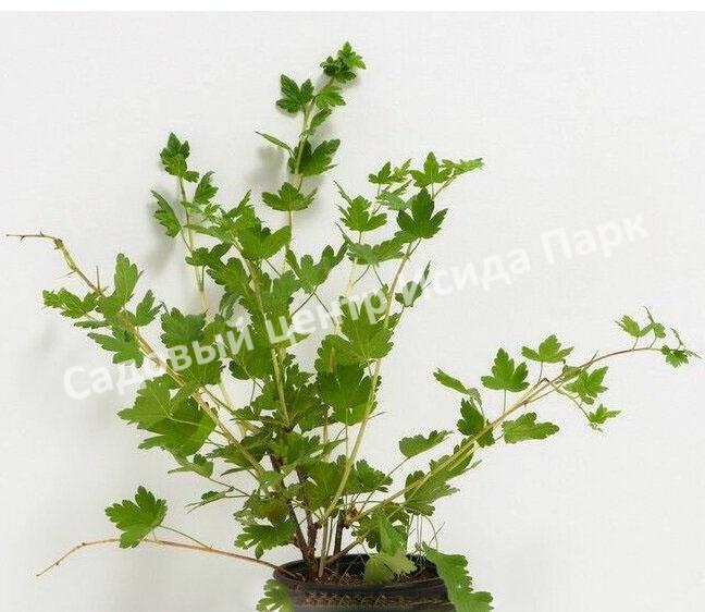 Смородина черная Урожайная (The harvest) Смородина черная Урожайная (The harvest)