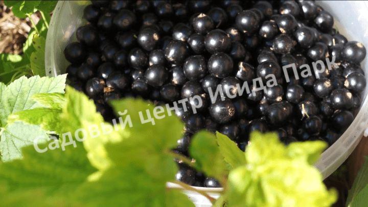 Смородина черная Урожайная (The harvest) Смородина черная Урожайная (The harvest)