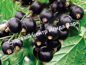 Смородина черная Урожайная (The harvest)