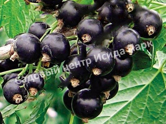 Смородина черная Урожайная (The harvest) Смородина черная Урожайная (The harvest)