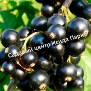 Смородина черная Услада (Delight)