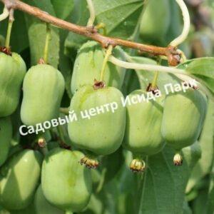 Актинидия аргута Великанша, Чанг Баи Гиант (Chang Bai Giant)