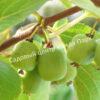Актинидия коломикта Виноградная (Grape) 3