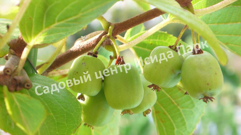 Актинидия коломикта Виноградная (Grape)