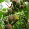 Актинидия коломикта Виноградная (Grape) 1
