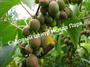 Актинидия коломикта Виноградная (Grape)