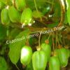 Актинидия коломикта ВИР-2 (Actinidia kolomikta Vir-2) 3