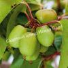 Актинидия коломикта ВИР-2 (Actinidia kolomikta Vir-2) 1