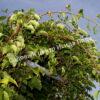 Актинидия аргута острая (Actinidia arguta) 6