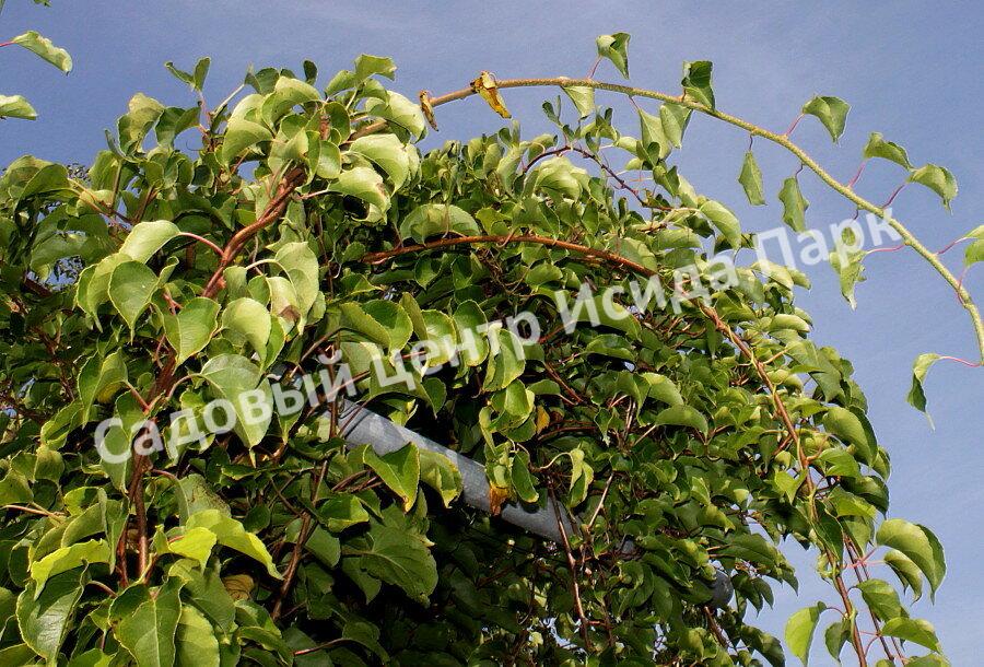 Актинидия аргута острая (Actinidia arguta) Актинидия аргута острая (Actinidia arguta)