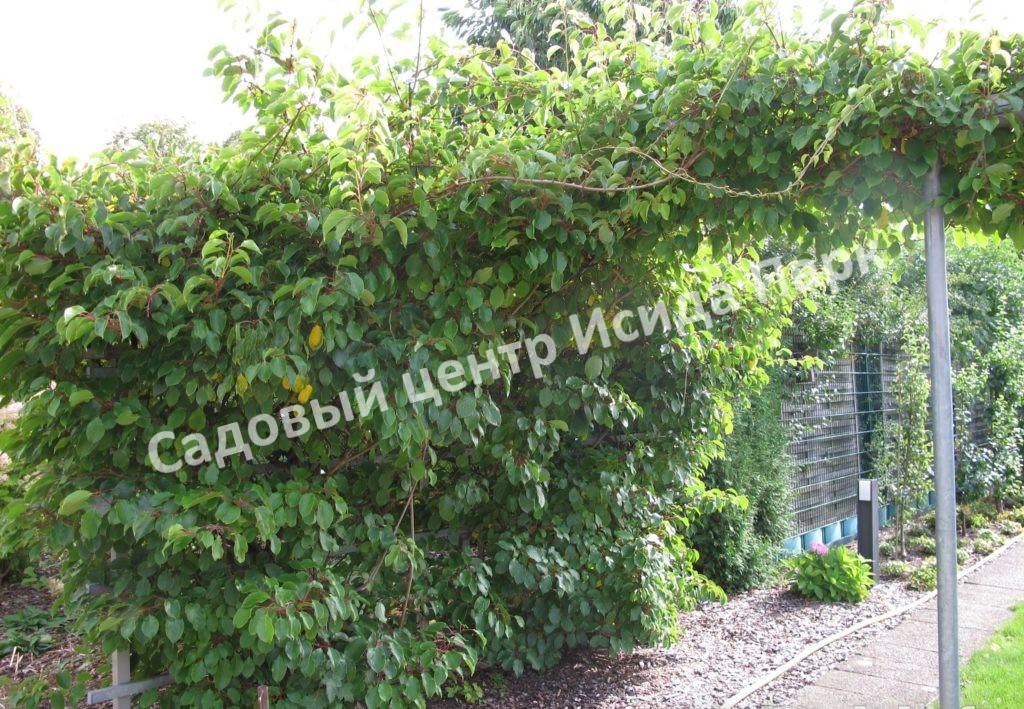 Актинидия аргута острая (Actinidia arguta) Актинидия аргута острая (Actinidia arguta)