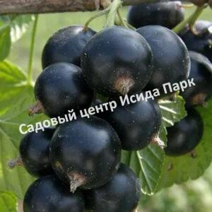 Смородина черная Ядреная 2 (Vigorous 2)