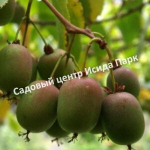 Актинидия коломикта Закарпатье (Zakarpacie)