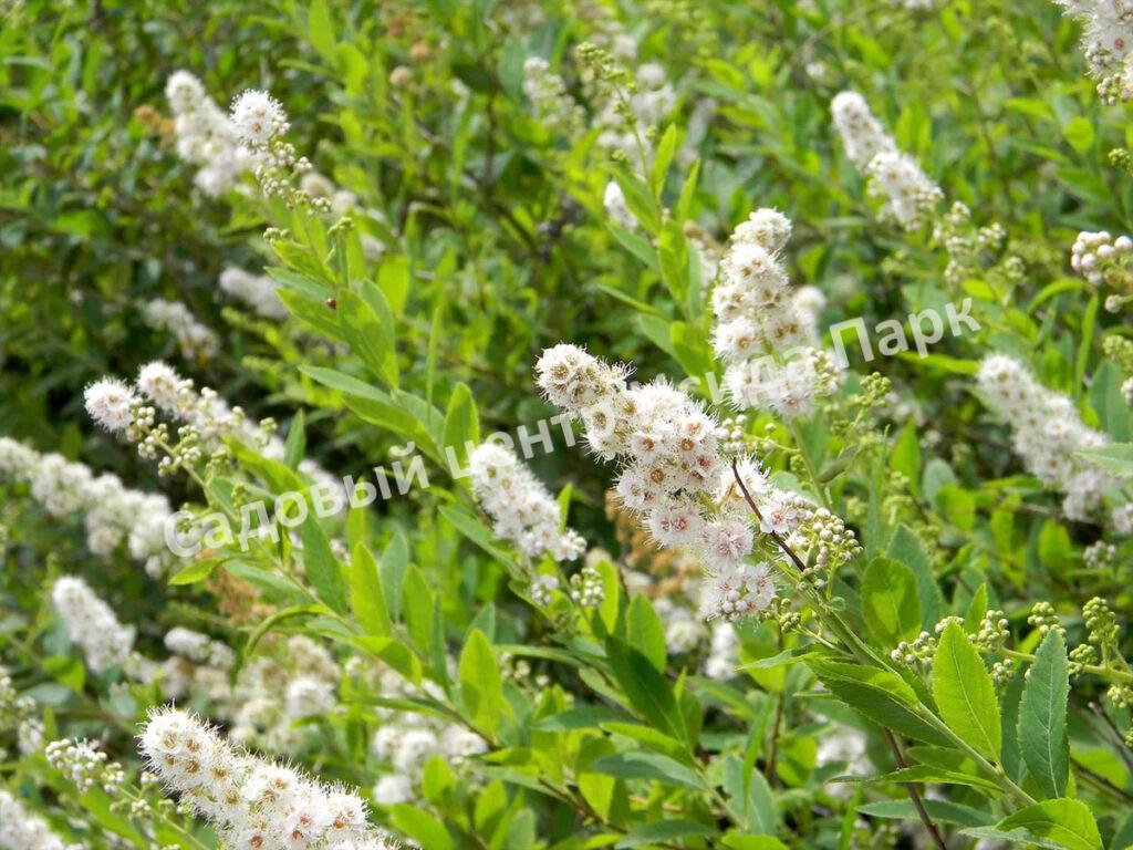 Спирея Альба (Alba) Спирея Альба (Alba)
