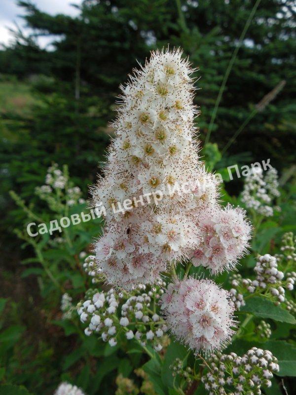 Спирея Альба (Alba) Спирея Альба (Alba)