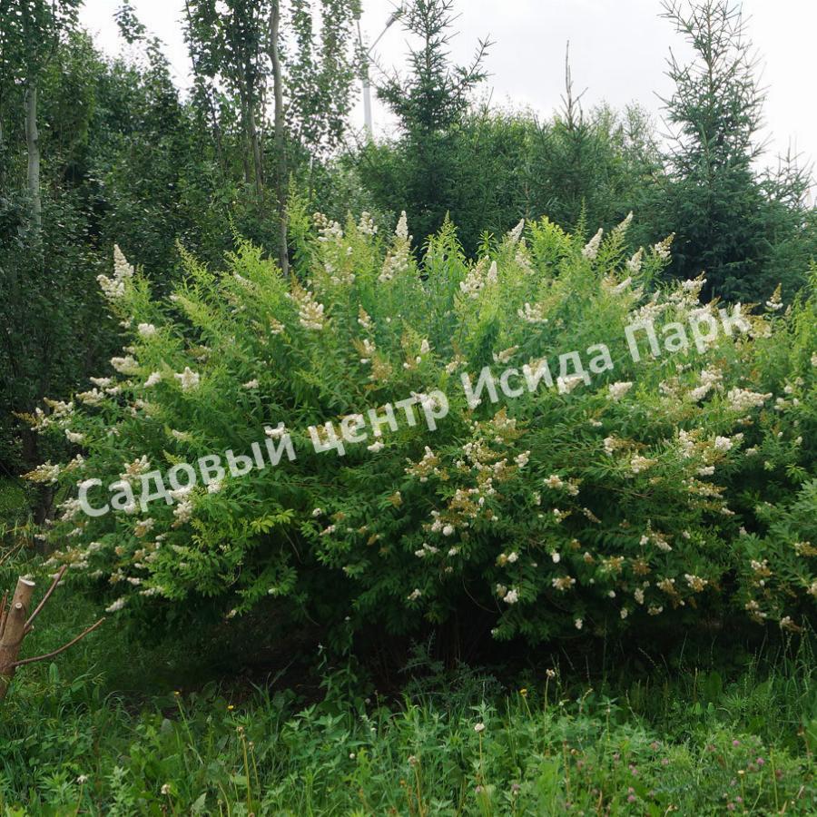Спирея Альба (Alba) Спирея Альба (Alba)