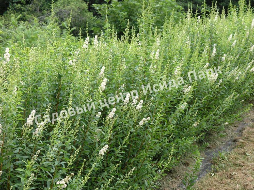 Спирея Альба (Alba) Спирея Альба (Alba)