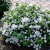 Спирея березолистная (betulifolia) 2