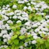 Спирея березолистная (betulifolia) 3