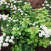 Спирея березолистная (betulifolia) 5