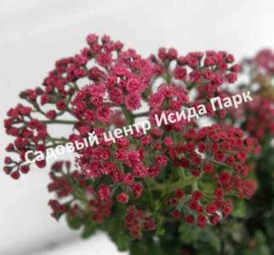 Спирея японская Булата (Bullata)