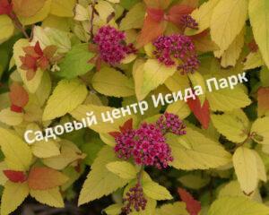 Спирея японская Дабл Плей Ред (Double Play Red)