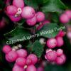 Снежноягодник доренбоза (doorenbosii) 3