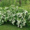 Спирея дубравколистная (chamaedryfolia) 4