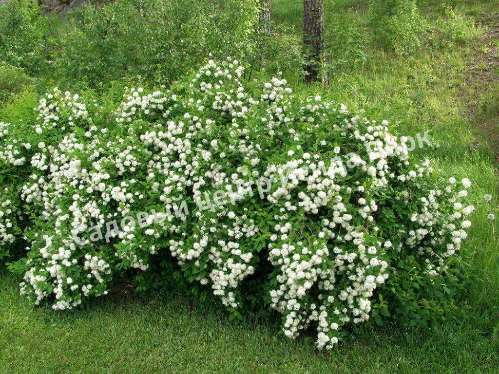 Спирея дубравколистная (chamaedryfolia)