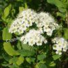 Спирея дубравколистная (chamaedryfolia) 2