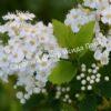 Спирея дубравколистная (chamaedryfolia) 1
