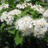 Спирея дубравколистная (chamaedryfolia) 5