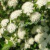 Спирея дубравколистная (chamaedryfolia) 6