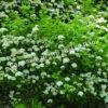 Спирея дубравколистная (chamaedryfolia) 7