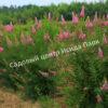 Спирея Дугласа (Douglasii) 2