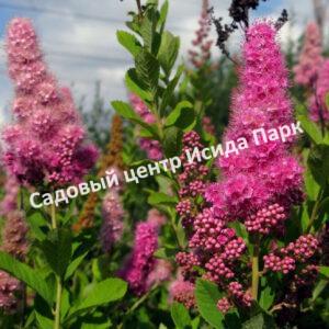 Спирея Дугласа (Douglasii)