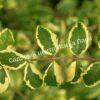 Снежноягодник Фолиис Вариегатис (Foliis Variegatis) 3