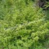 Снежноягодник Фолиис Вариегатис (Foliis Variegatis) 1