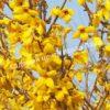 Форзиция промежуточная (средняя) Золотая сирень (Golden Lilac) 4