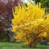 Форзиция промежуточная (средняя) Золотая сирень (Golden Lilac) 1