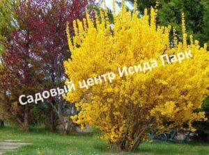 Форзиция промежуточная (средняя) Золотая сирень (Golden Lilac)