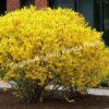 Форзиция промежуточная (средняя) Золотая сирень (Golden Lilac) 2