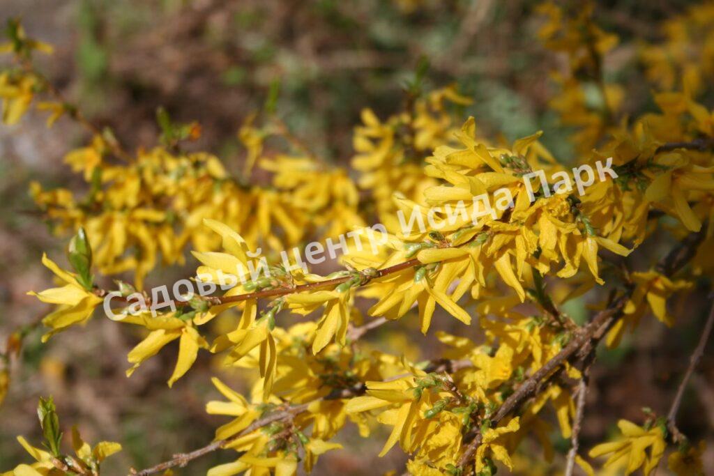 Форзиция промежуточная (средняя) Золотая сирень (Golden Lilac)